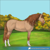 Horse Color:Red Dun 