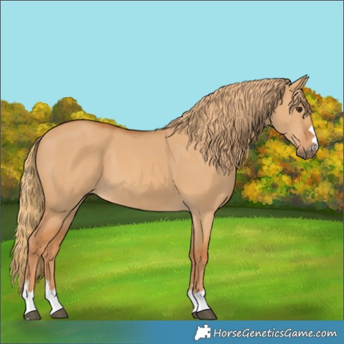 Horse Color:Red Dun 