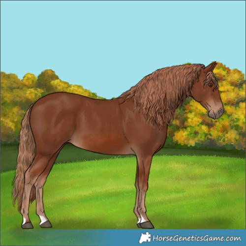 Horse Color:Chestnut 