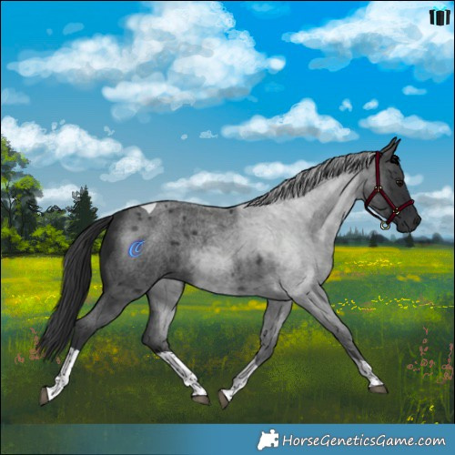 Horse Color:Blue Roan Tobiano 