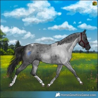 Horse Color:Blue Roan Tobiano 