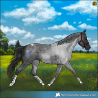 Horse Color:Blue Roan Tobiano 