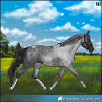 Horse Color:Blue Roan Tobiano 