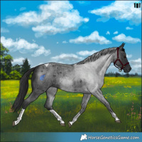Horse Color:Blue Roan Tobiano