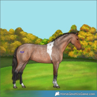 Horse Color:Brown Roan Tobiano 