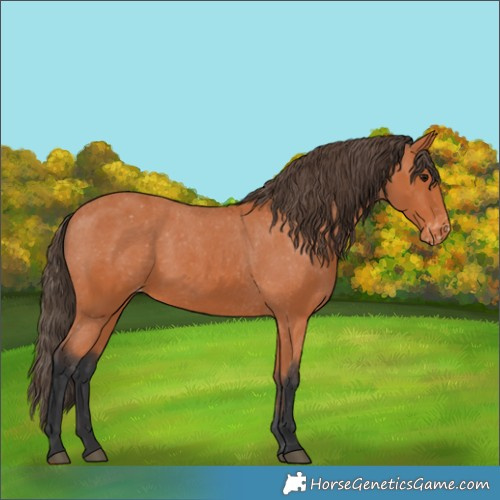 Horse Color:Bay Varnish 