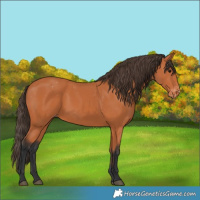 Horse Color:Bay Appaloosa 
