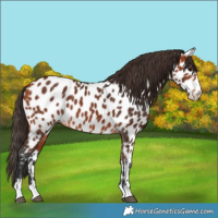 Horse Color:Bay Appaloosa