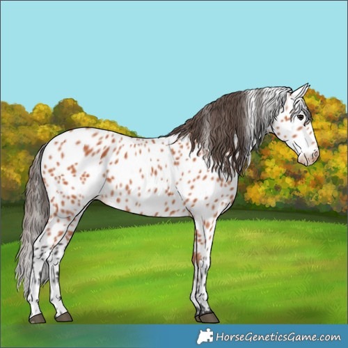 Horse Color:Bay Appaloosa 