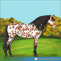 Horse Color:Bay Appaloosa 