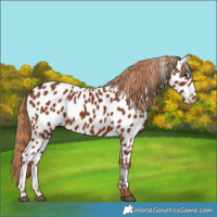 Horse Color:Chestnut Near Leopard 