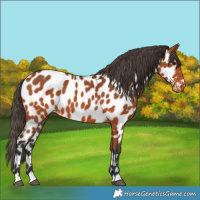 Horse Color:Bay Appaloosa