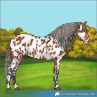 Horse Color:Bay Appaloosa 