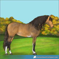 Horse Color:Buckskin Tobiano