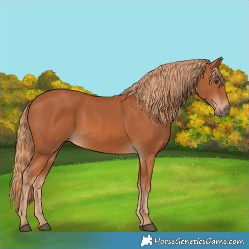 Horse Color:Chestnut 