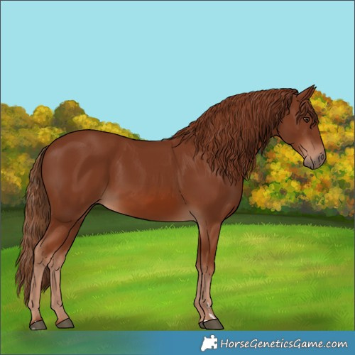Horse Color:Chestnut 