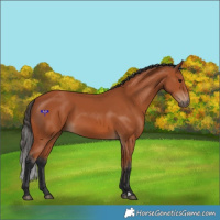 Horse Color:Bay 