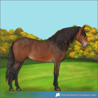 Horse Color:Bay 