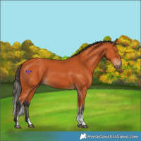 Horse Color:Bay Sabino Rabicano 