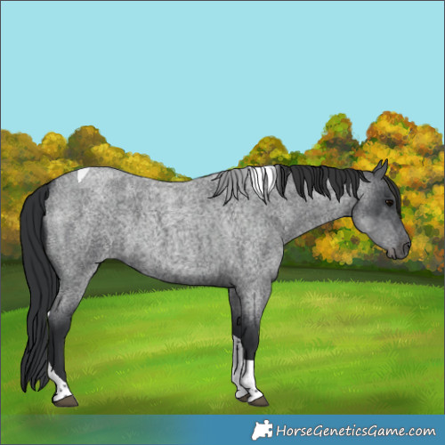 Horse Color:Blue Roan Tobiano