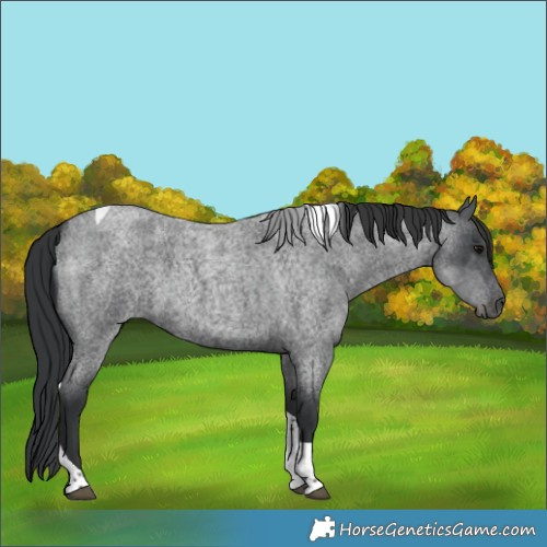 Horse Color:Blue Roan Tobiano