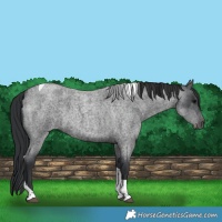 Horse Color:Blue Roan Tobiano 