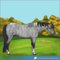 Horse Color:Blue Roan Tobiano