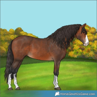 Horse Color:Bay 