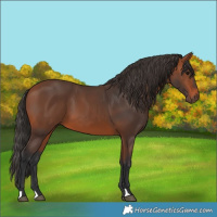 Horse Color:Bay 