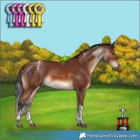 Horse Color:Powder White Bay Tobiano Rabicano 