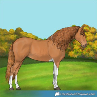 Horse Color:Chestnut Tobiano