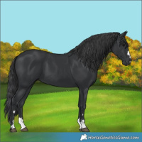 Horse Color:Black 