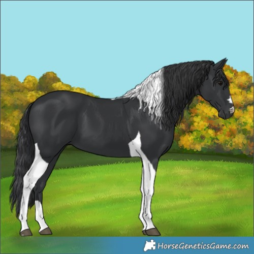Horse Color:Black Tobiano