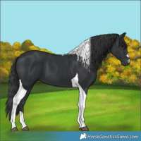 Horse Color:Black Tobiano 