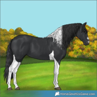 Horse Color:Black Tobiano 