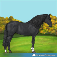 Horse Color:Black Tobiano