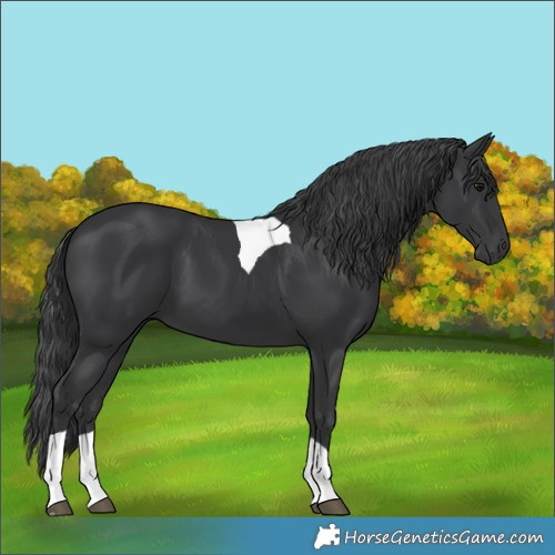 Horse Color:Black Tobiano 