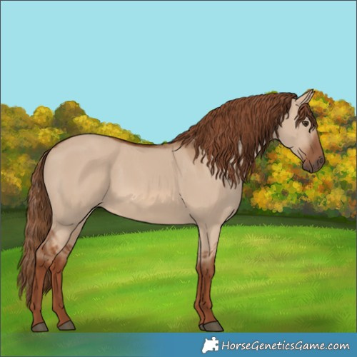 Horse Color:Red Dun 