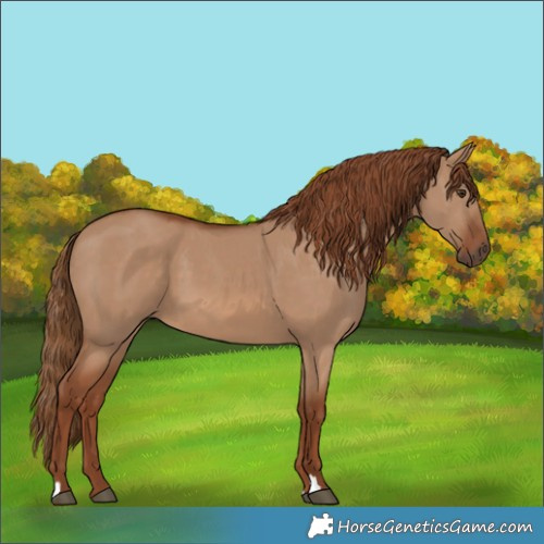 Horse Color:Red Dun 