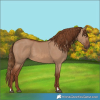 Horse Color:Red Dun 