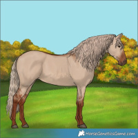 Horse Color:Red Dun 
