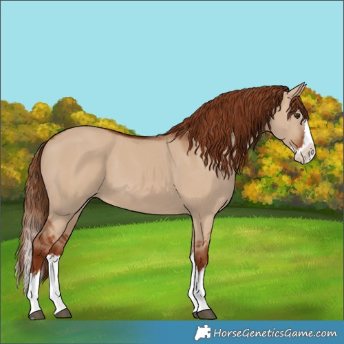 Horse Color:Red Dun Splash 