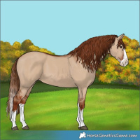 Horse Color:Red Dun Splash 