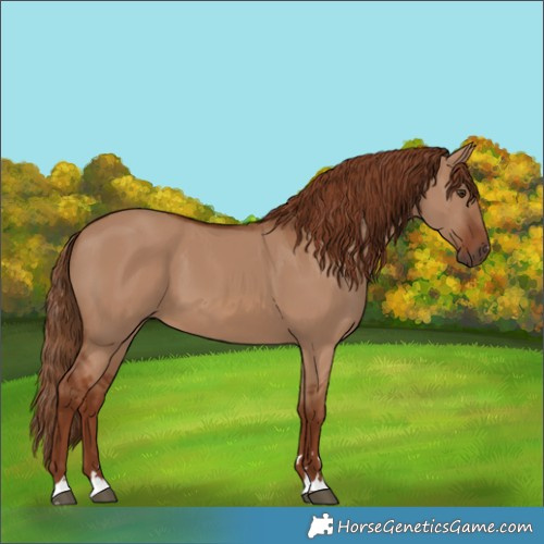Horse Color:Red Dun