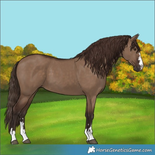 Horse Color:Liver Red Dun 