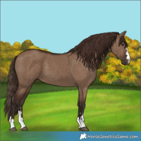 Horse Color:Liver Red Dun