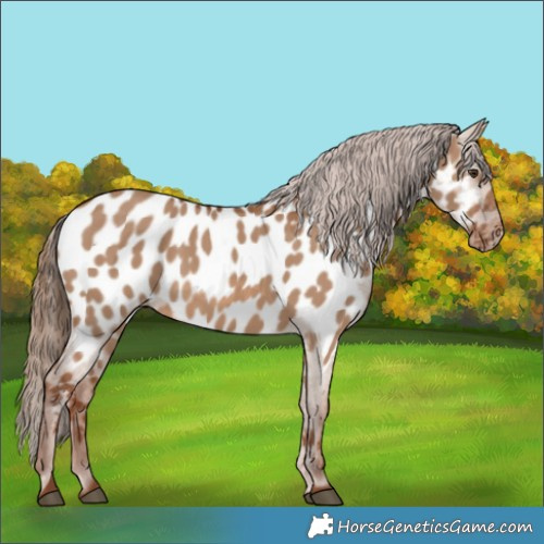 Horse Color:Red Dun Appaloosa 