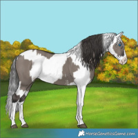 Horse Color:Smoky Grullo Sabino Splash and Smoky Grullo Sabino Splash