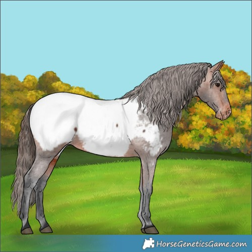 Horse Color:Bay Appaloosa 