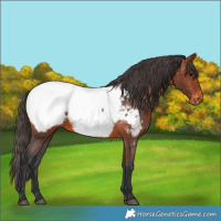 Horse Color:Bay Appaloosa 